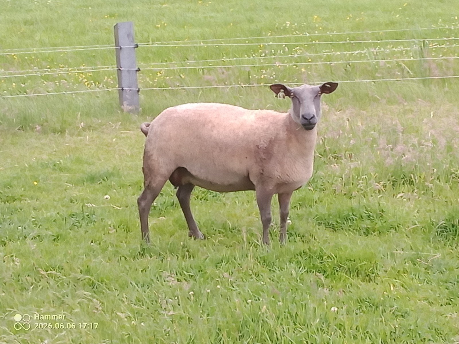 Schapen.bleu de Maine.ooien.dassekop, Dieren en Toebehoren, Schapen, Geiten en Varkens, Vrouwelijk, Schaap