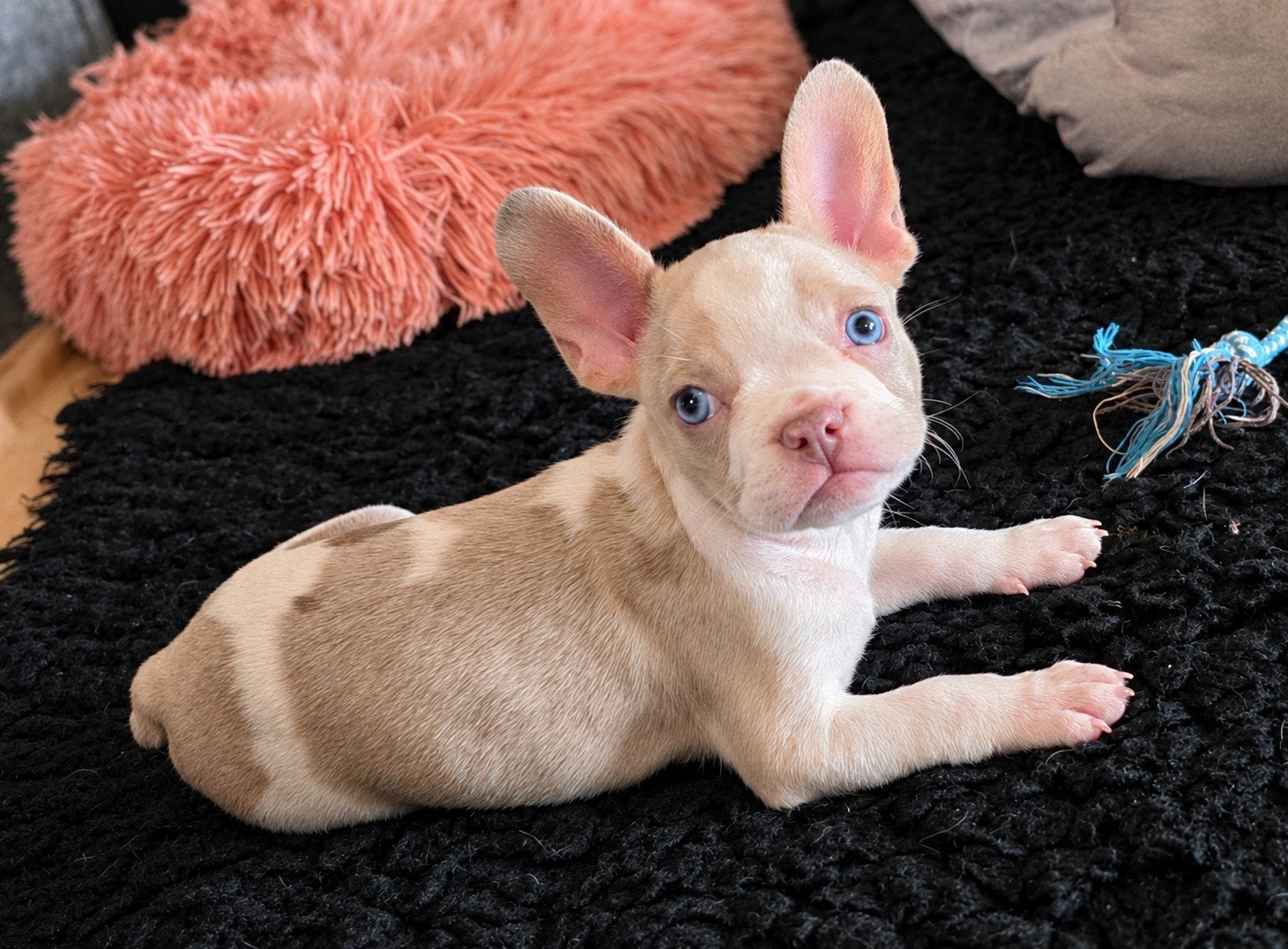 🥰 Prachtig isabella bont Franse Bulldog pup reutje 🥰, CDV (hondenziekte), 8 tot 15 weken, Bulldog, Meerdere