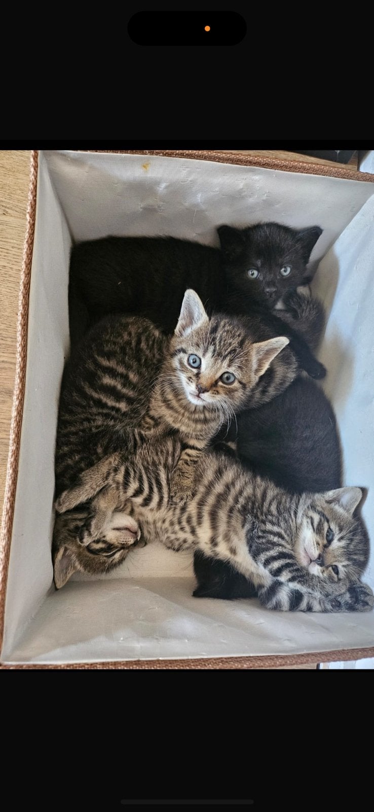 Kittens (alleen nog zwarte kittens beschikbaar), Meerdere dieren