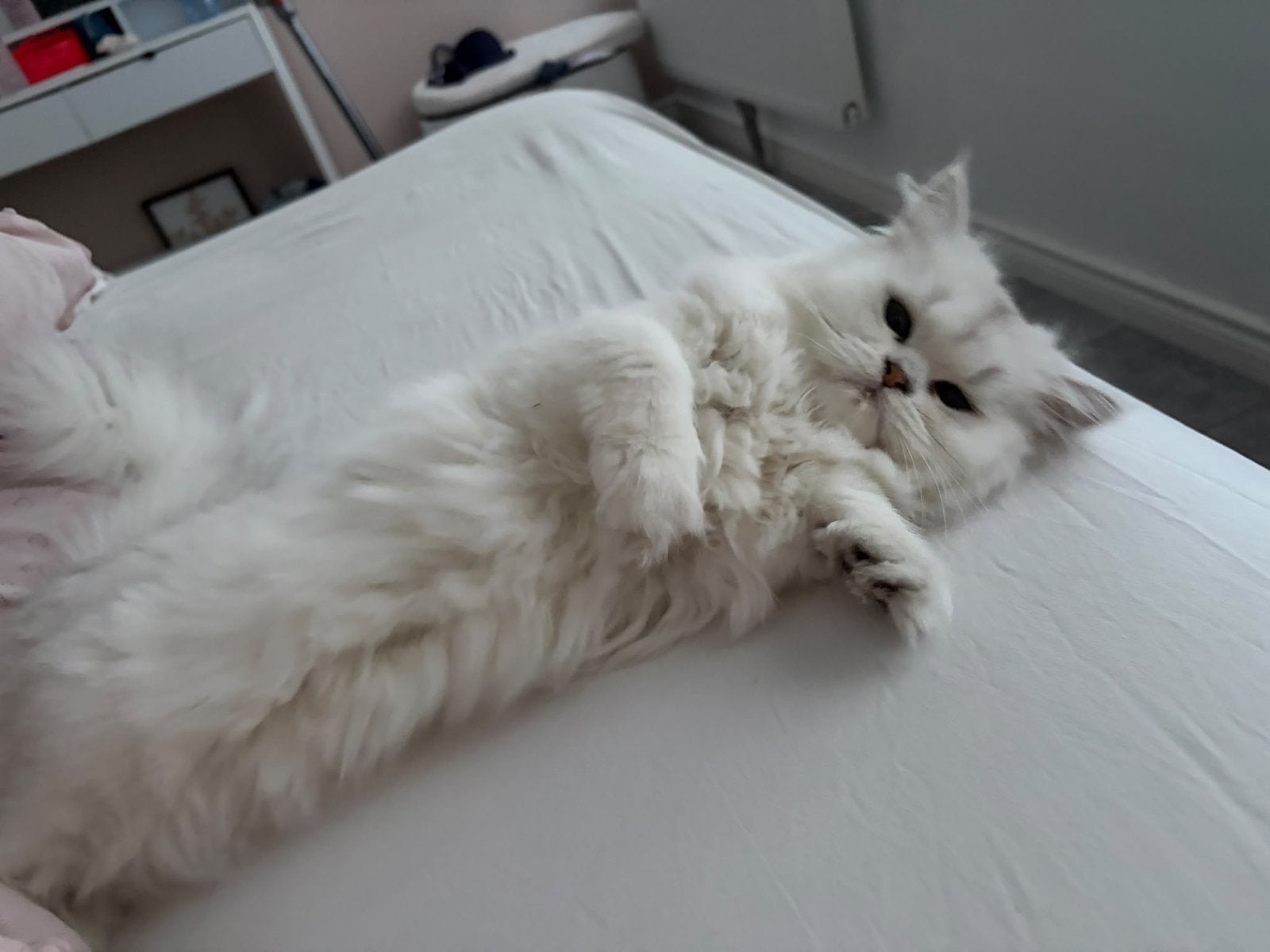 Prachtige witte Britse Langhaar poes van 6 maanden, Dieren en Toebehoren, Poes