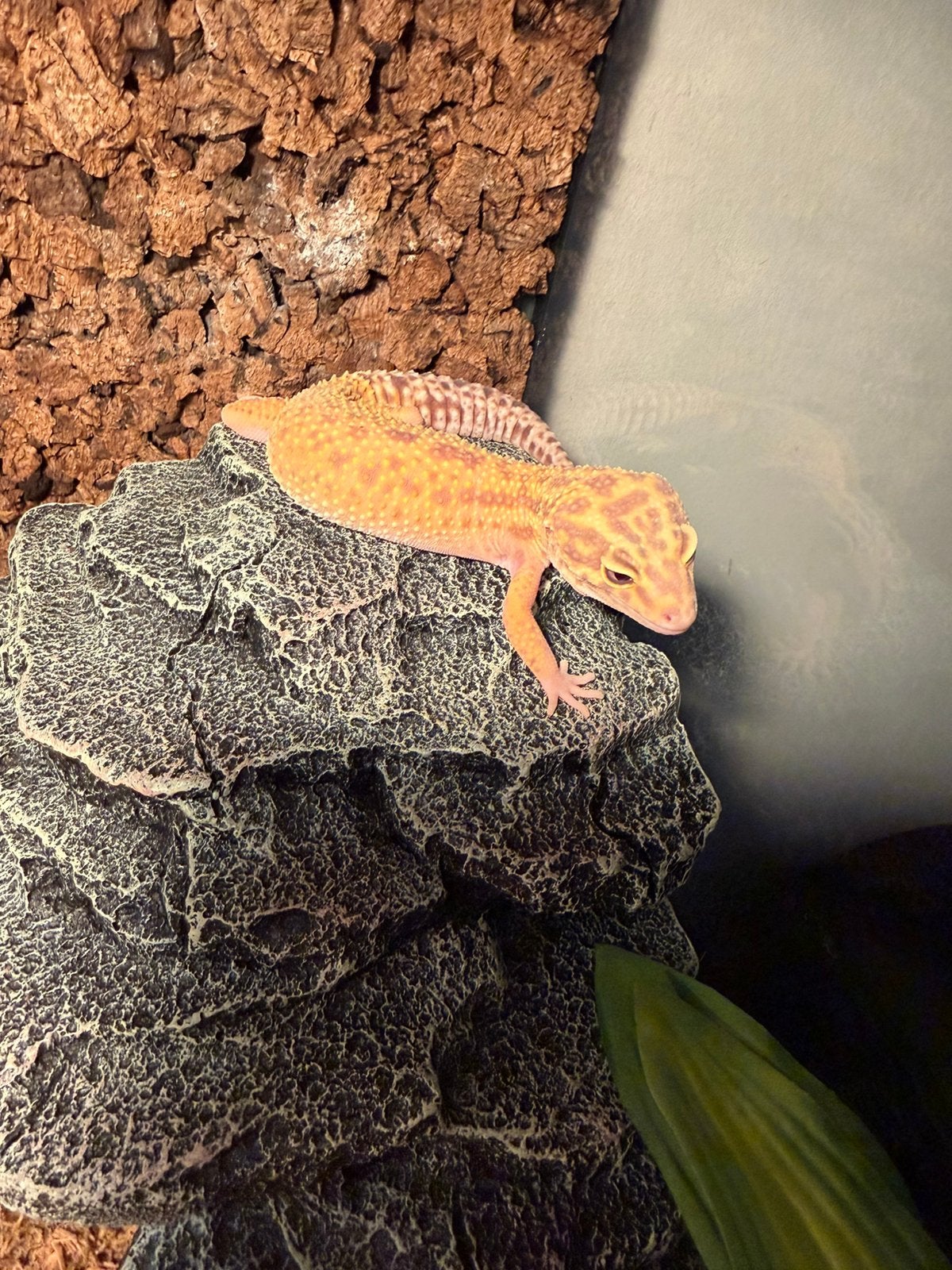 Luipaardgekko Leopard Gecko - female for sale from max