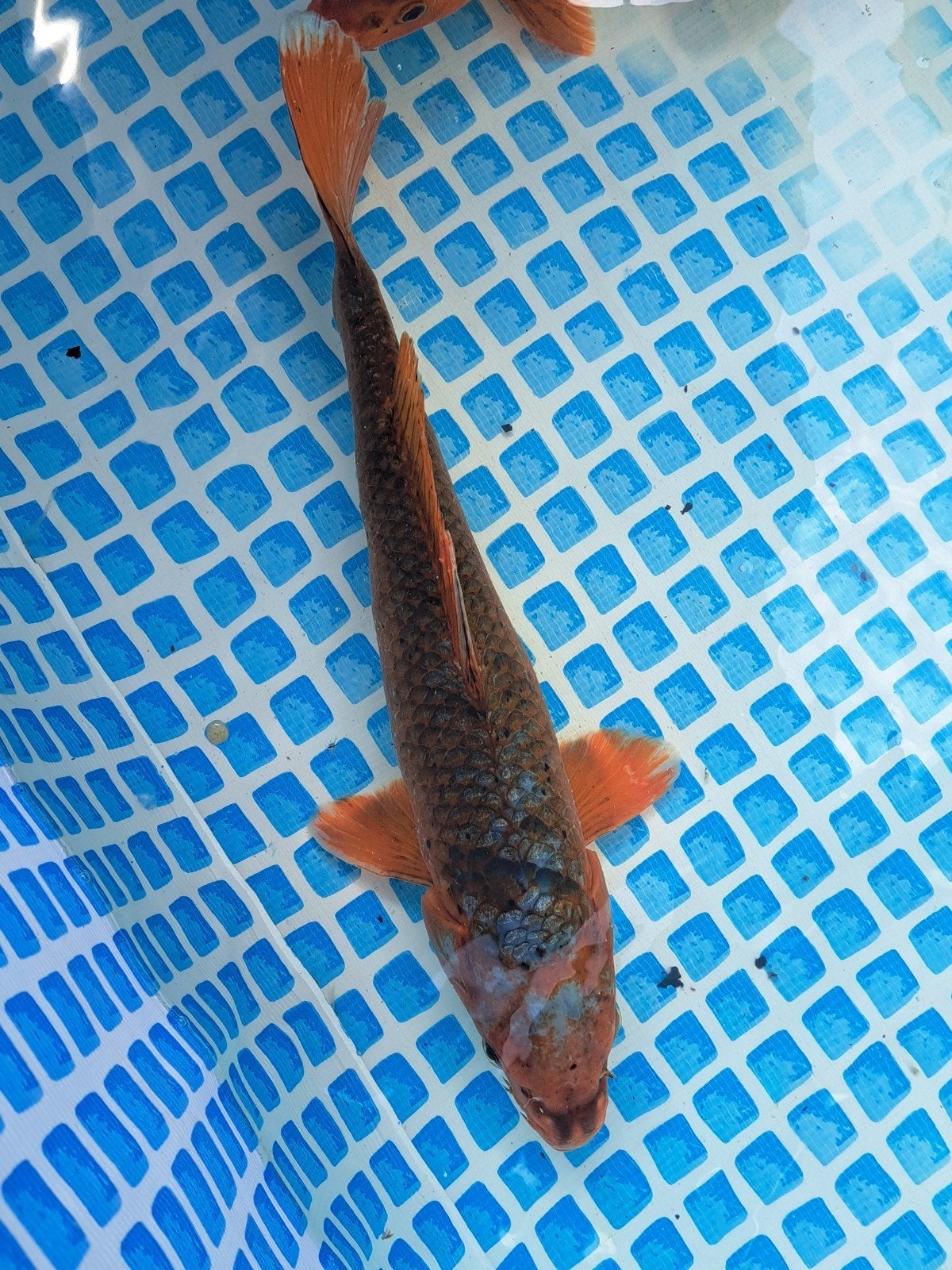 5 kois., Karper of Koi