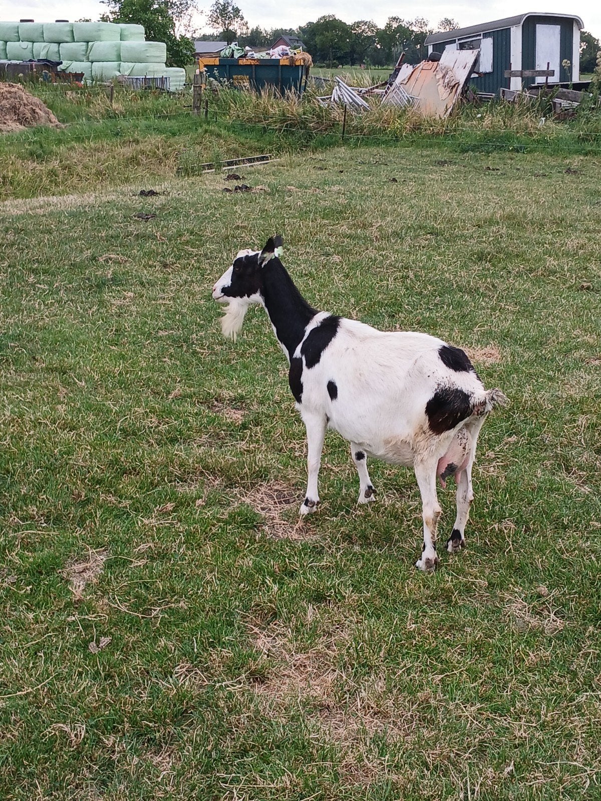 Geit met boklam., Vrouwelijk, Geit