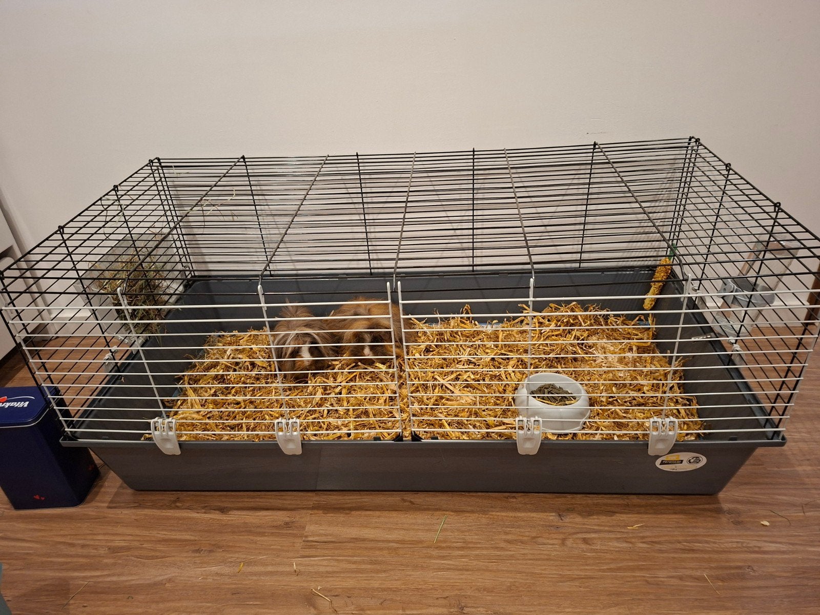 2 cavia's en een kooi, Kooi, 110 cm of meer, Cavia, Ophalen