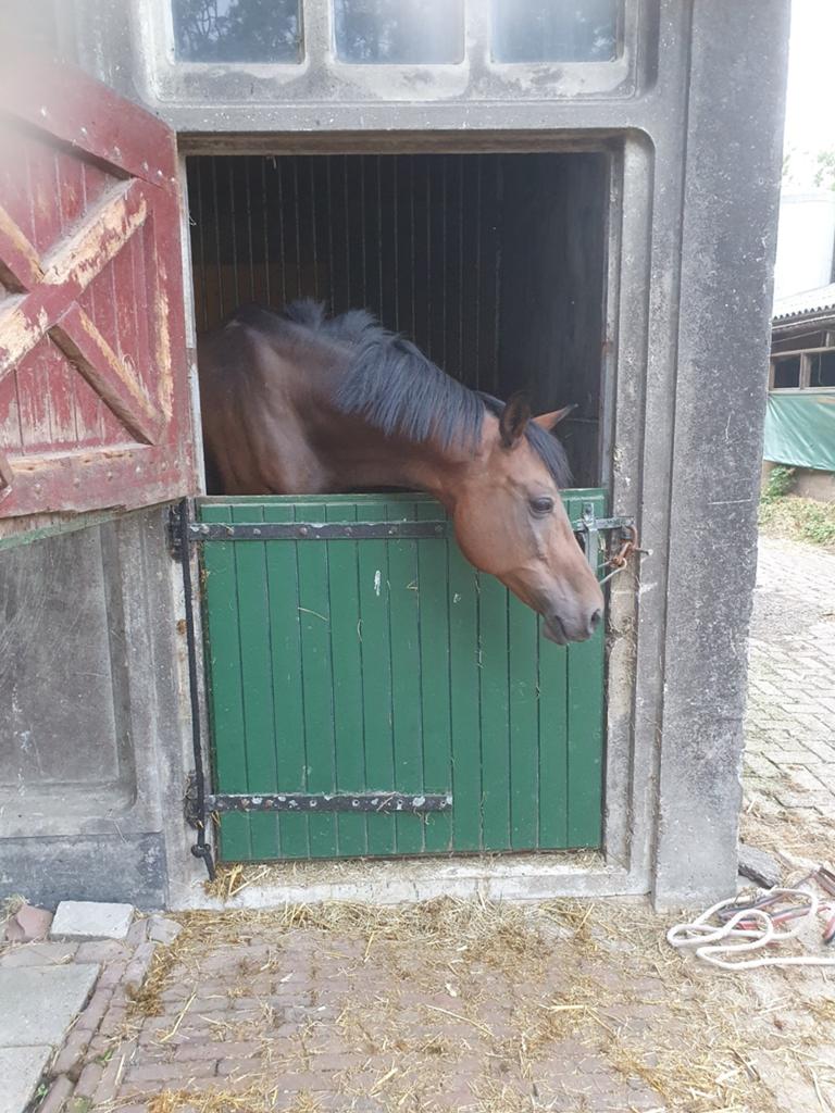 Knappe 5 jarige ruin, Dieren en Toebehoren, Paarden, Gechipt, Ruin, Zadelmak, 3 tot 6 jaar