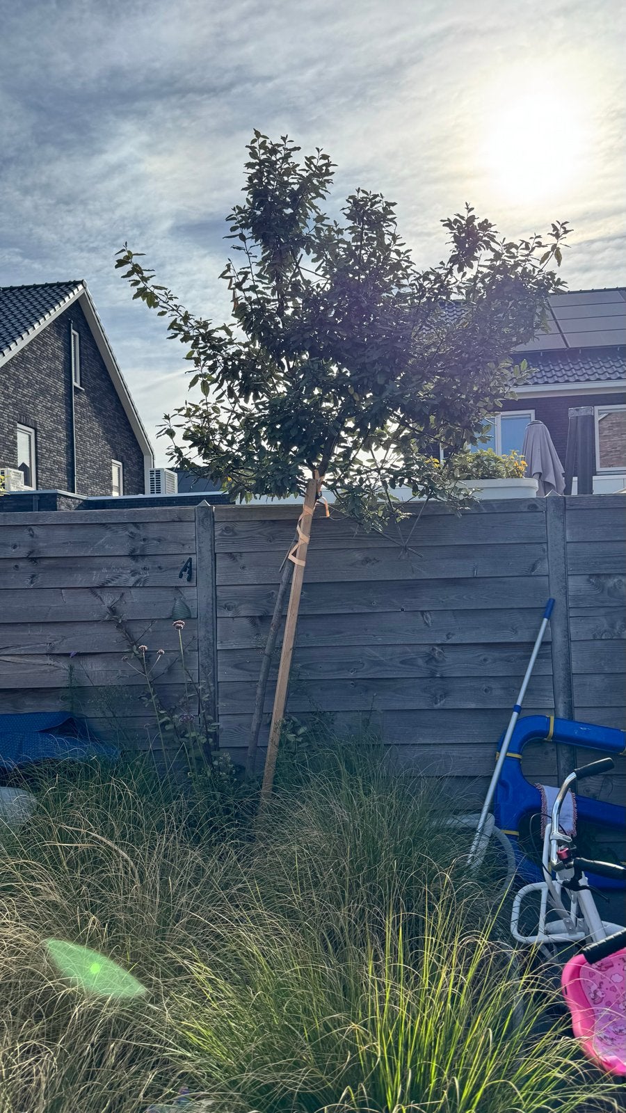 Olijfwilg Leiboom, Tuin en Terras, Planten | Bomen, Bloeit niet, Leiboom, 250 tot 400 cm, Ophalen