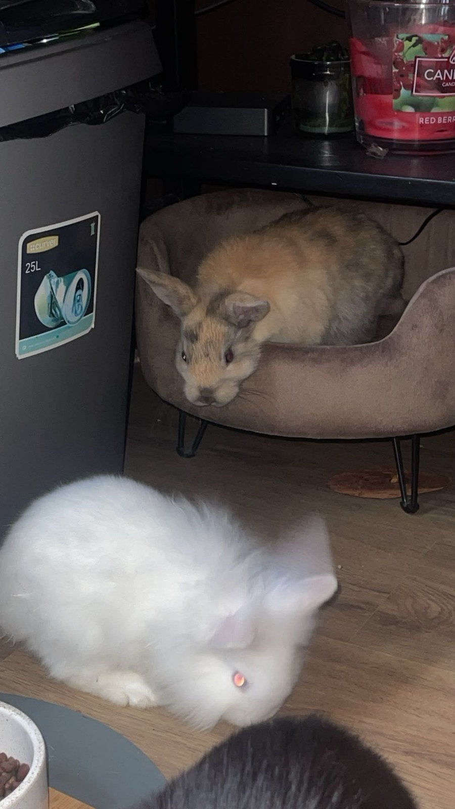 2 lieve tamme konijntjes, Dieren en Toebehoren, Vrouwelijk, Klein