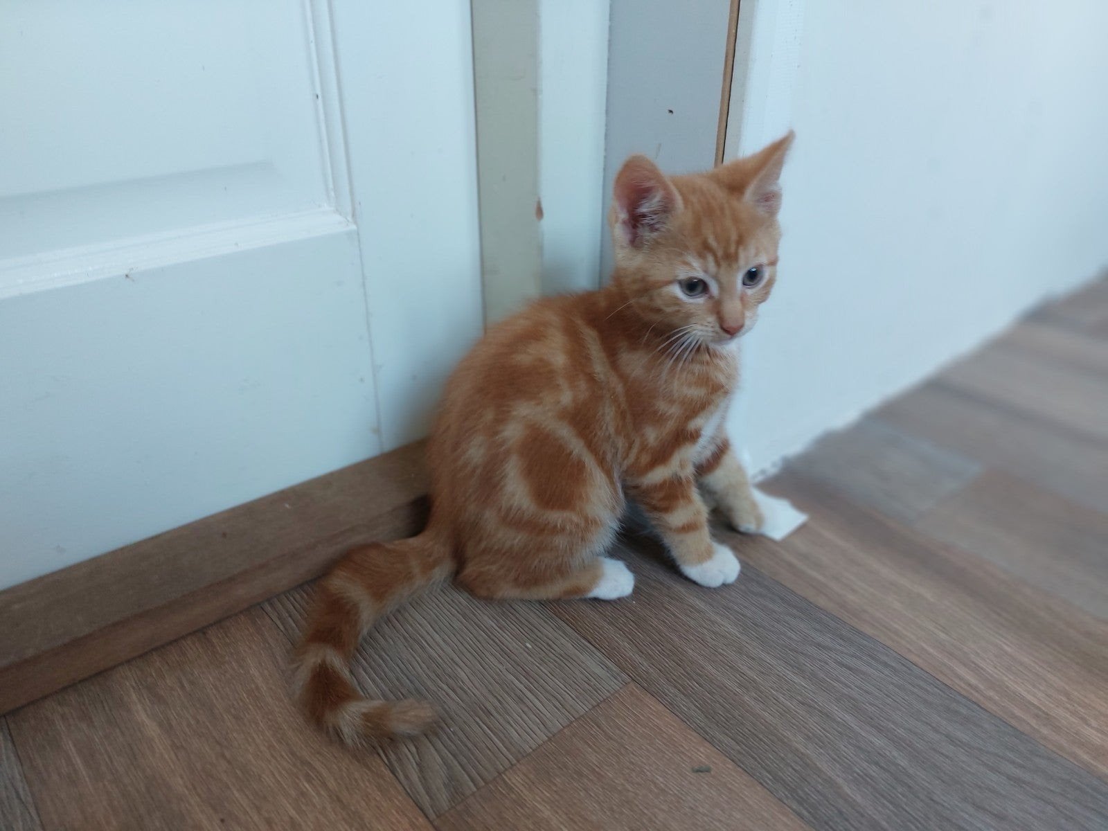 Lieve kittens te koop!, Dieren en Toebehoren, Meerdere dieren, Ontwormd