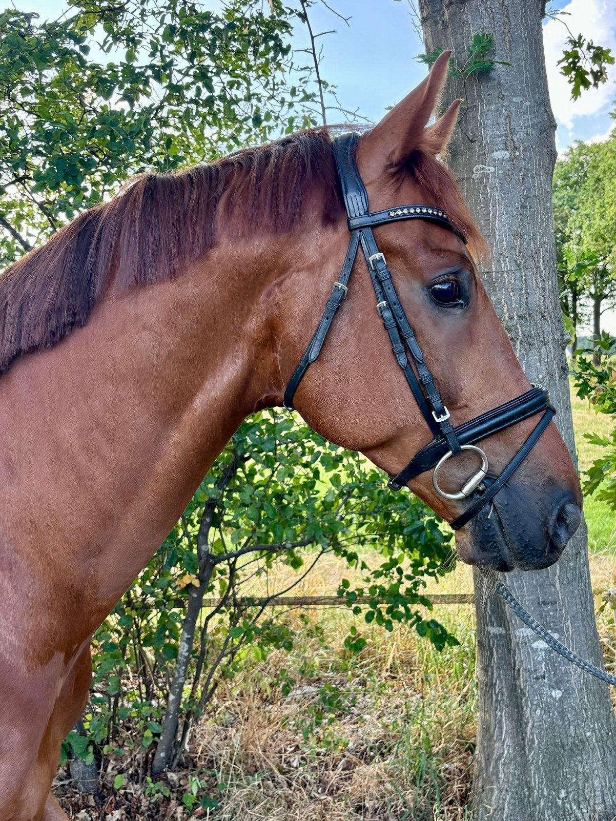 7 jarige ruin van Jerveaux x Scandic, Ruin, Dressuurpaard, Zadelmak, 7 tot 10 jaar