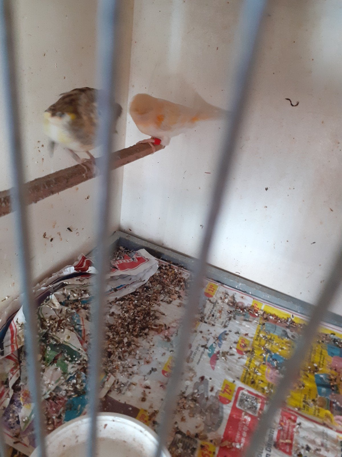 4 harlekijn poppen en 1rood mozaiek man onver want geringd, Meerdere dieren, Postuurkanarie