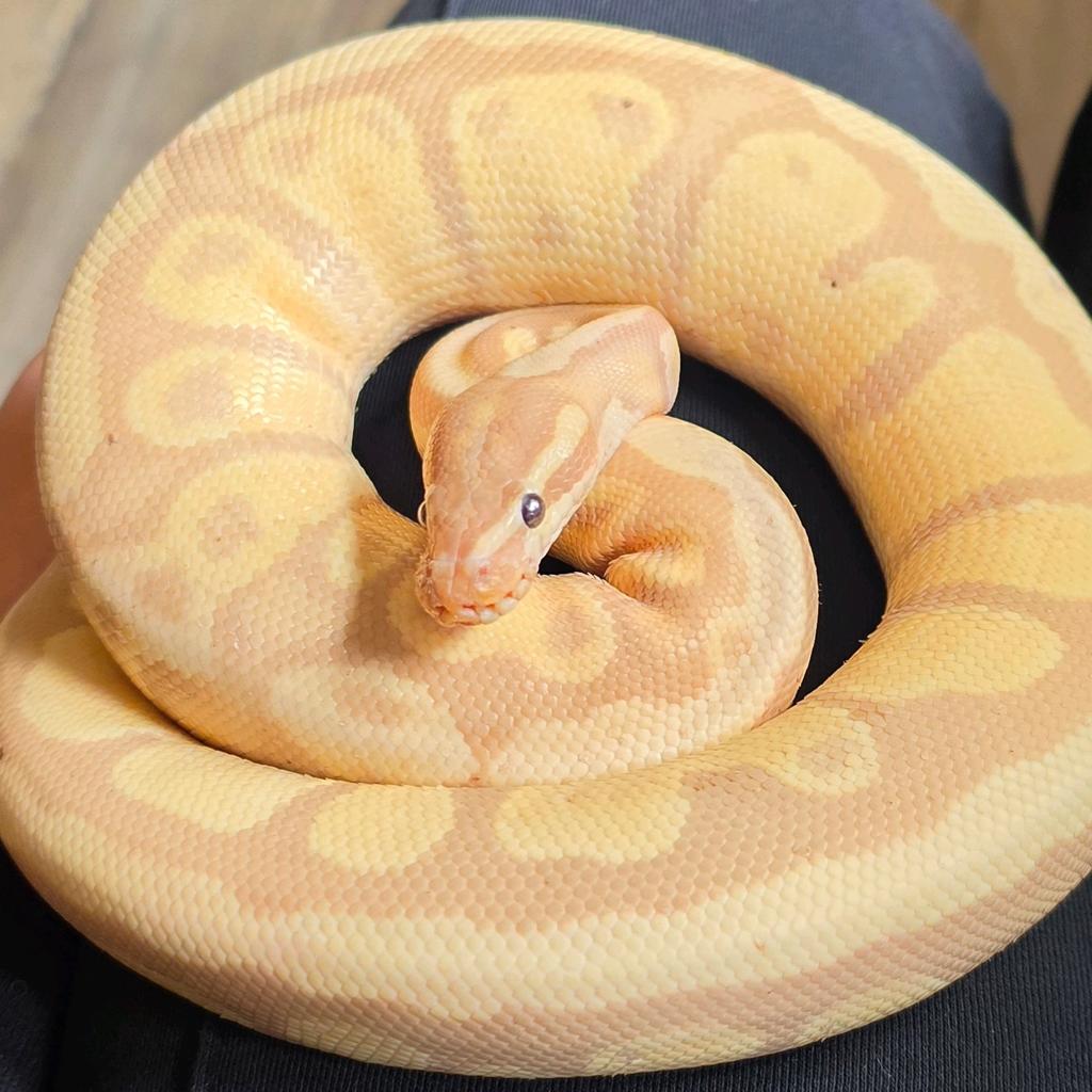 Mannelijke ball python met evt. Terrarium Ball Python - male for sale from Kimberly Voort