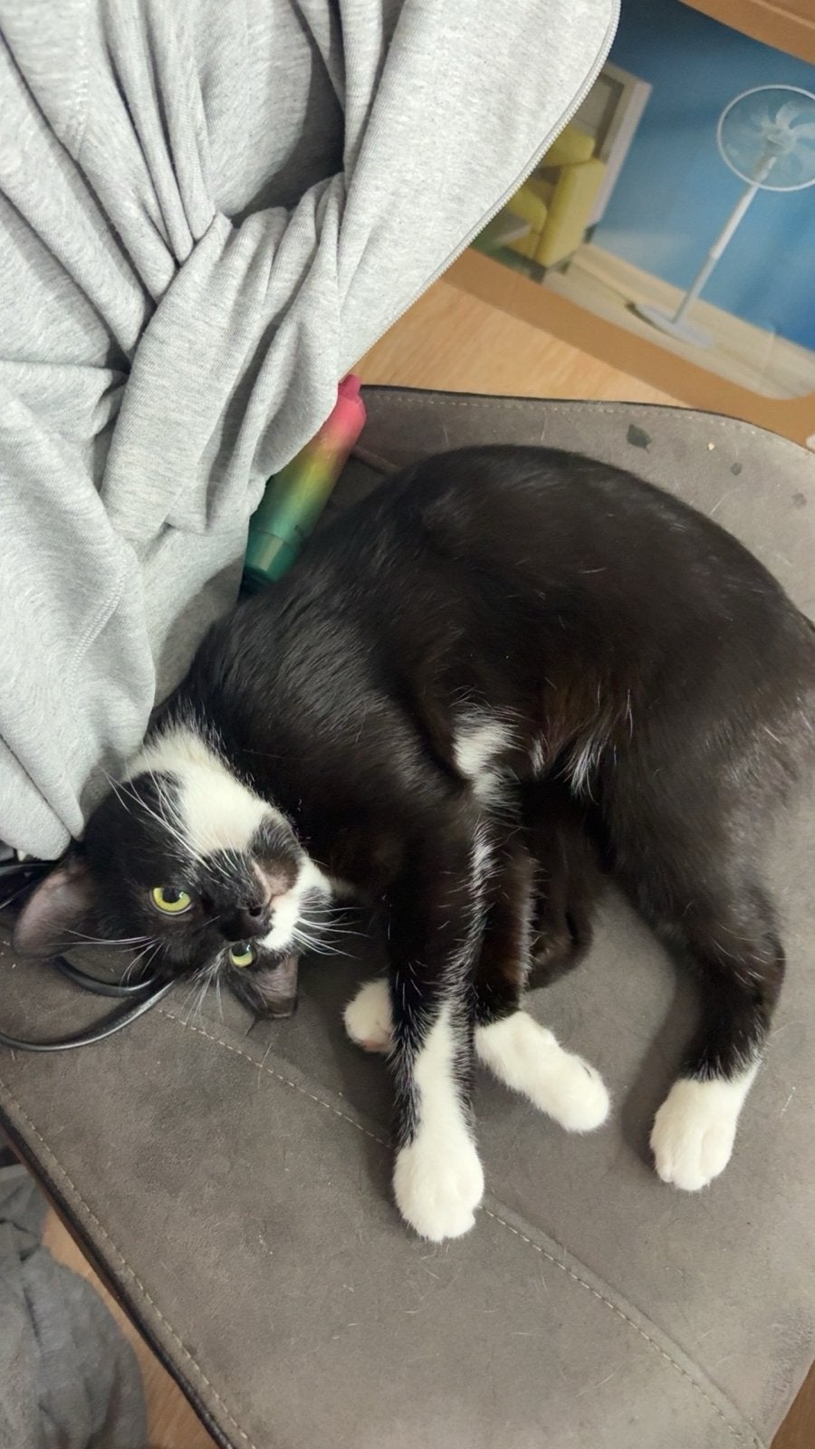 Huisje gezocht, Poes