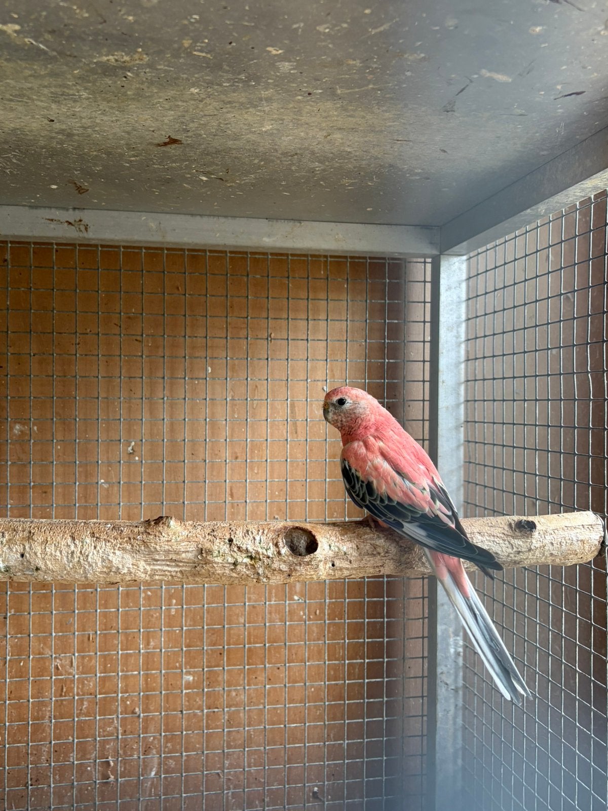 Roze bourkes parkiet 2024 man, Mannelijk, Parkiet