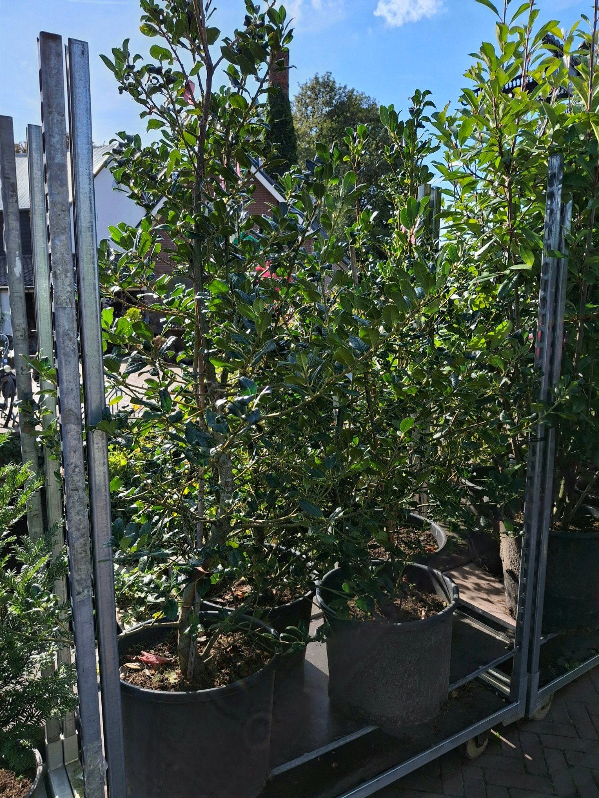 Karrendeal Hulst ilex, Ophalen, Hulst, Struik, 100 tot 250 cm