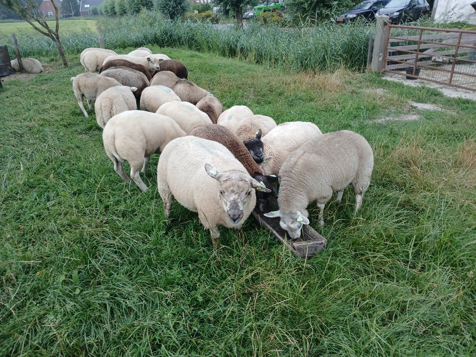 dekrammen te koop, Dieren en Toebehoren, Schapen, Geiten en Varkens, Mannelijk, Schaap