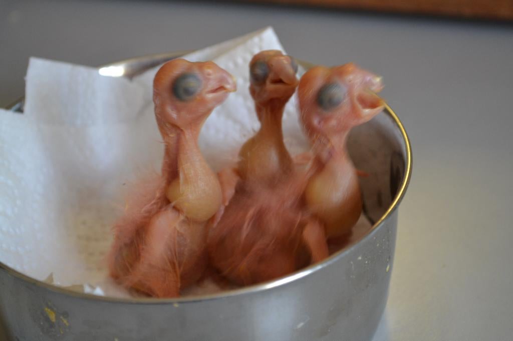 Voor tropen/exoten/wildzang/roofvogels/parkieten/papegaaien., Dieren en Toebehoren, Vogels | Overige Vogels, Meerdere dieren