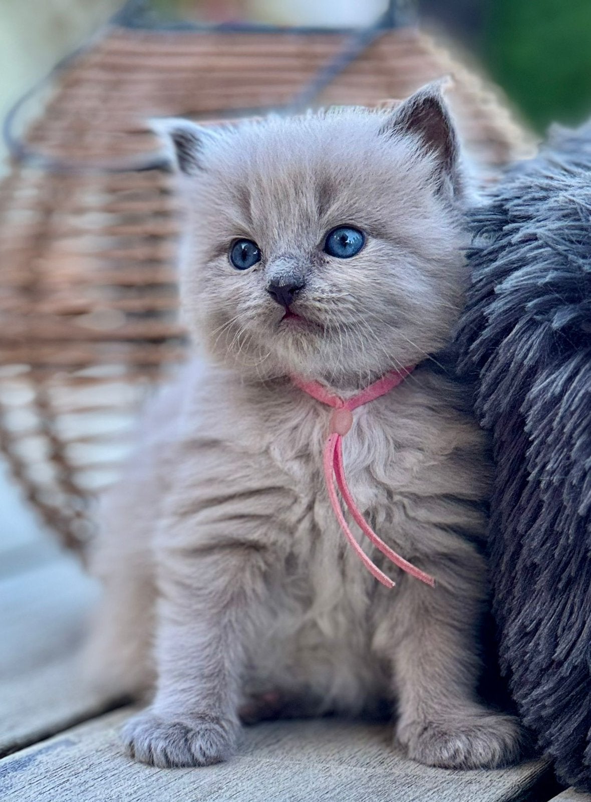 Ragdoll kittens, Meerdere dieren, Ontwormd, 0 tot 2 jaar