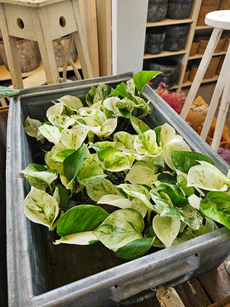 Epipremnum Aureum 'Marble Queen' "WOONWINKEL RUSTIEK ", Ophalen, Vaste plant, Bloeit niet, Halfschaduw