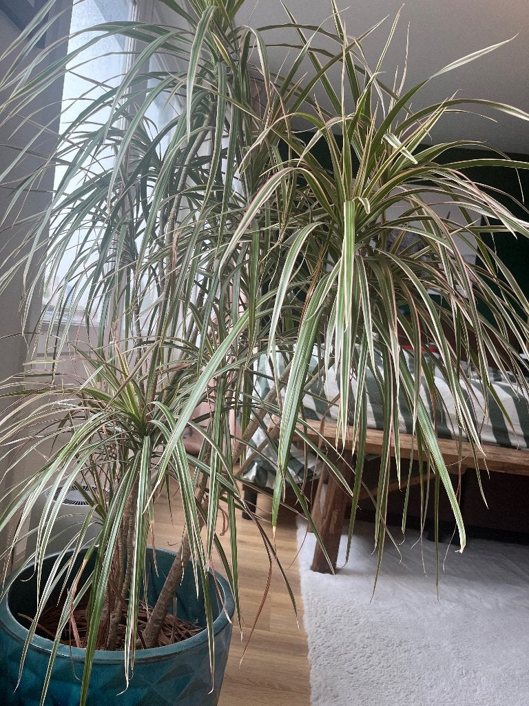 Plant Dracaena, Volle zon, Vaste plant, Bloeit niet, Ophalen