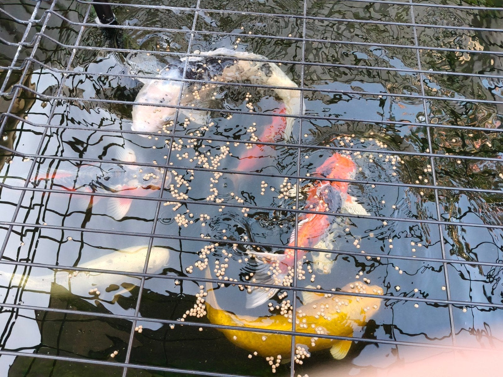 7 koi karpers, Karper of Koi