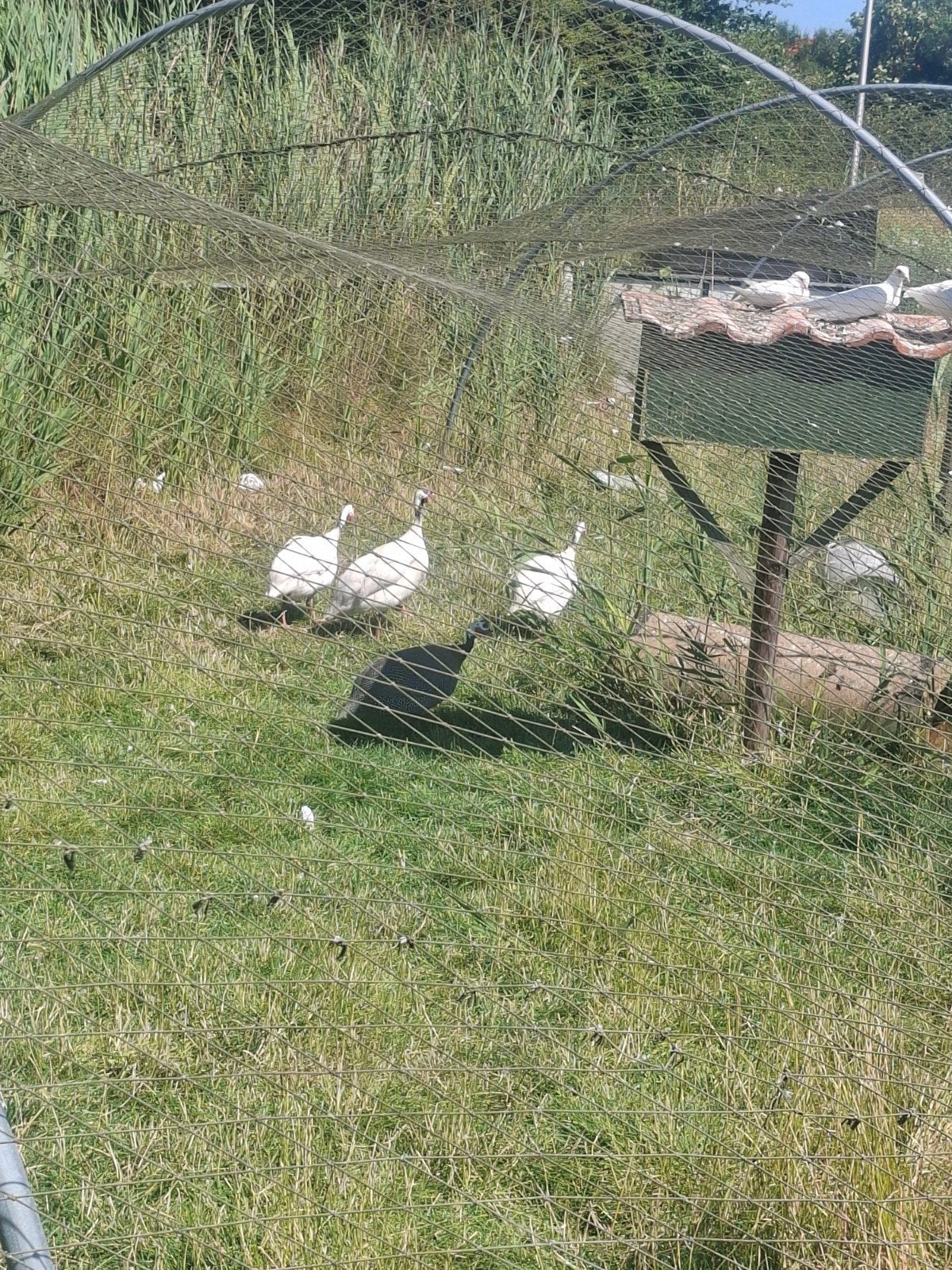 4 parelhoenders, Dieren en Toebehoren, Pluimvee, Geslacht onbekend, Kip