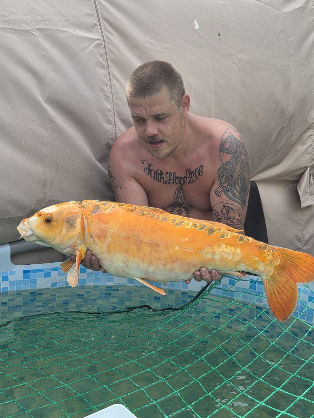 Koi, Dieren en Toebehoren, Vissen | Vijvervissen, Karper of Koi