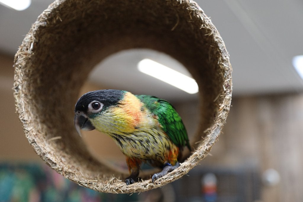 Jonge Baby Zwartkop Caique´s | getest | Speels | Handtam, Meerdere dieren, Papegaai, Pratend