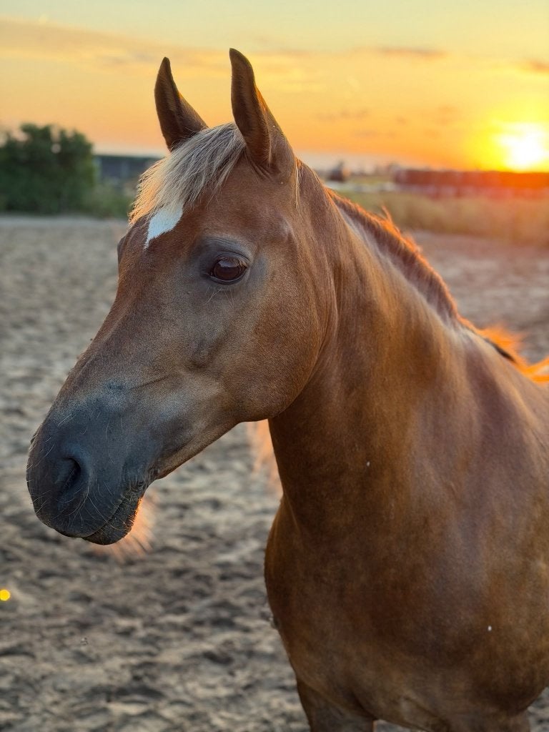 Veelzijdige, lieve d-pony, mooie verschijning!, Merrie, B, 11 jaar of ouder, Recreatiepony