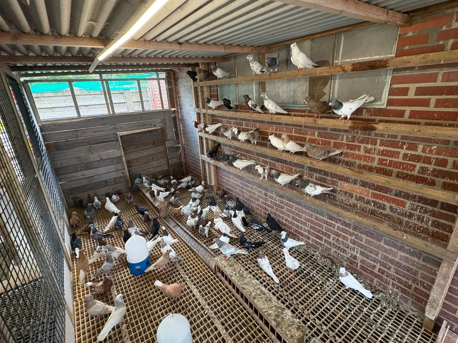 Tekoop  iraanse hoogvliegers duiven., Meerdere dieren