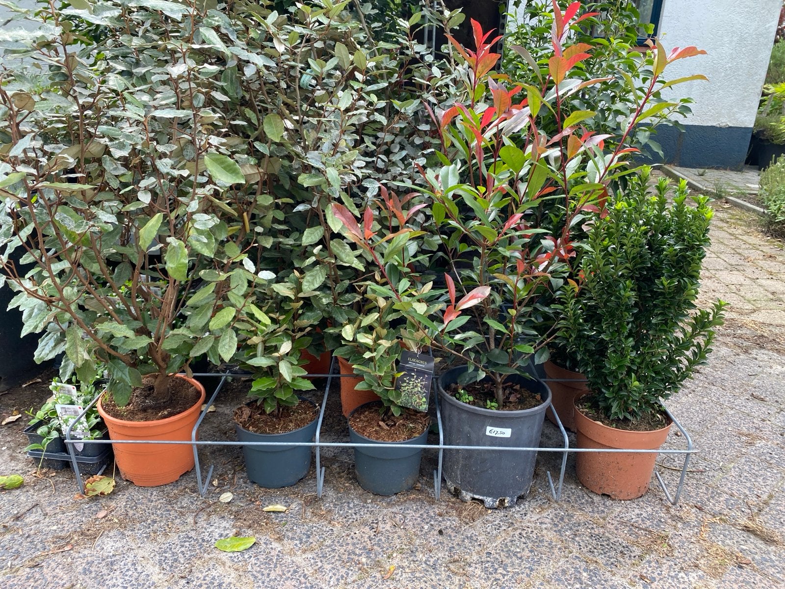 Diverse Hagen en Struiken - groenblijvend, Tuin en Terras, Planten | Struiken en Hagen, Ophalen, Overige soorten, Haag, Minder dan 100 cm