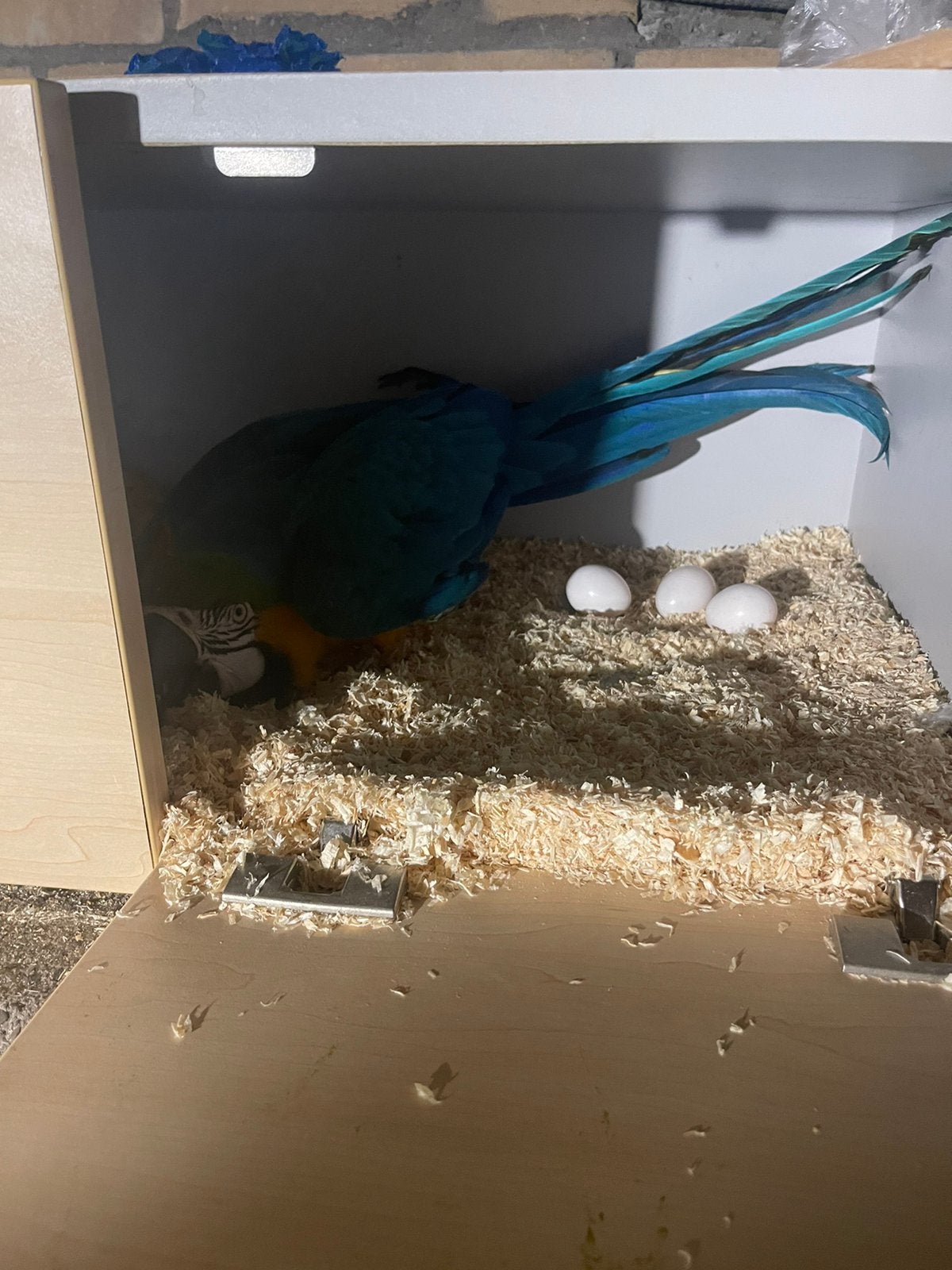 Papegaaien te koop, Dieren en Toebehoren, Vogels | Duiven, Meerdere dieren, Postduif