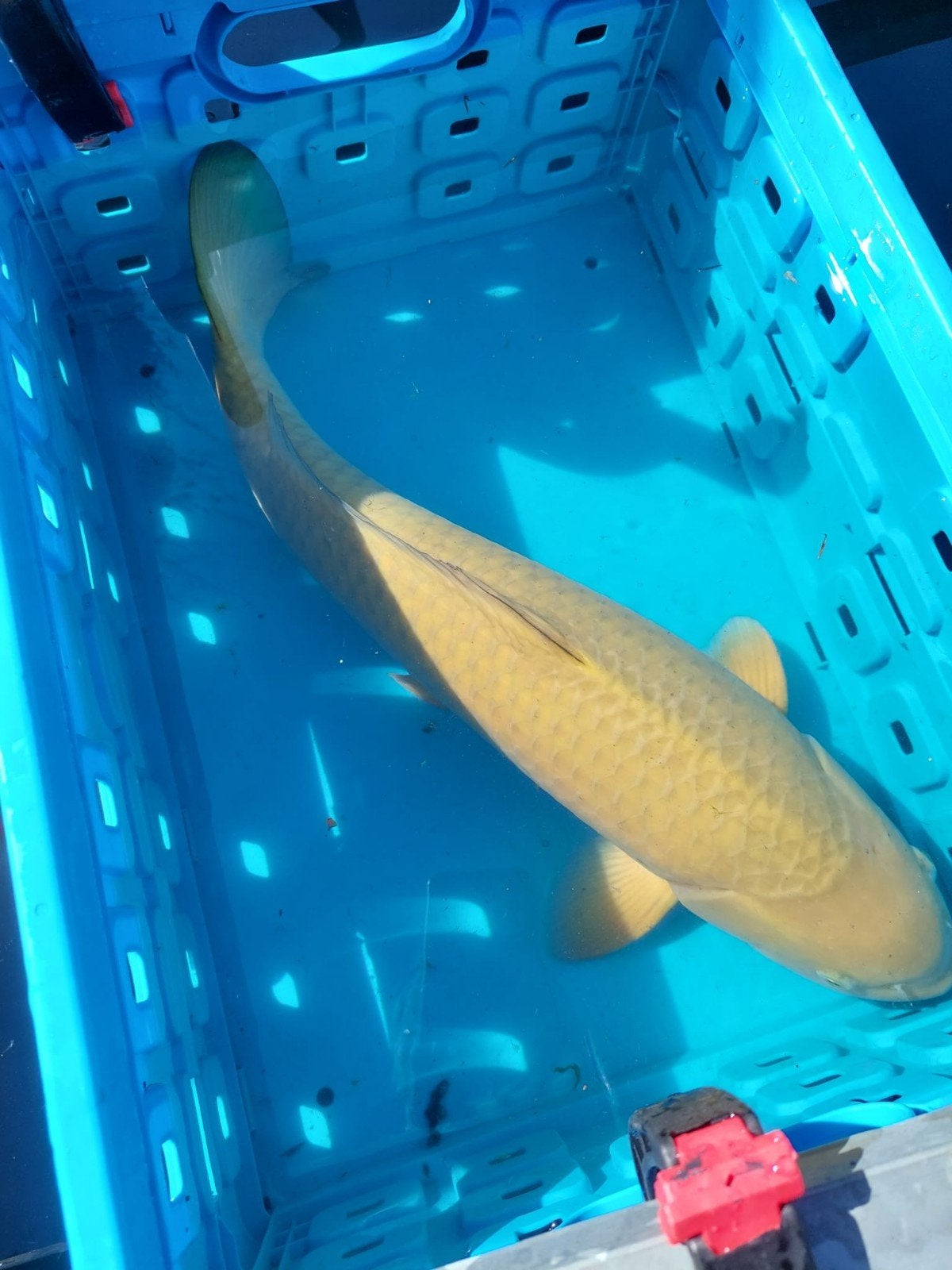Chagoi koi karper, Dieren en Toebehoren, Vissen | Vijvervissen, Karper of Koi