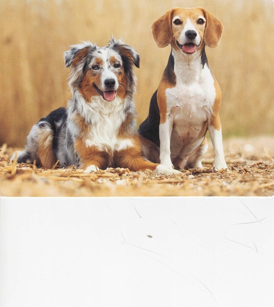 2 honden rechts Beagle en Shetland sheepdog 437, Ophalen of Verzenden, 1980 tot heden, Ongelopen, Hond of Kat