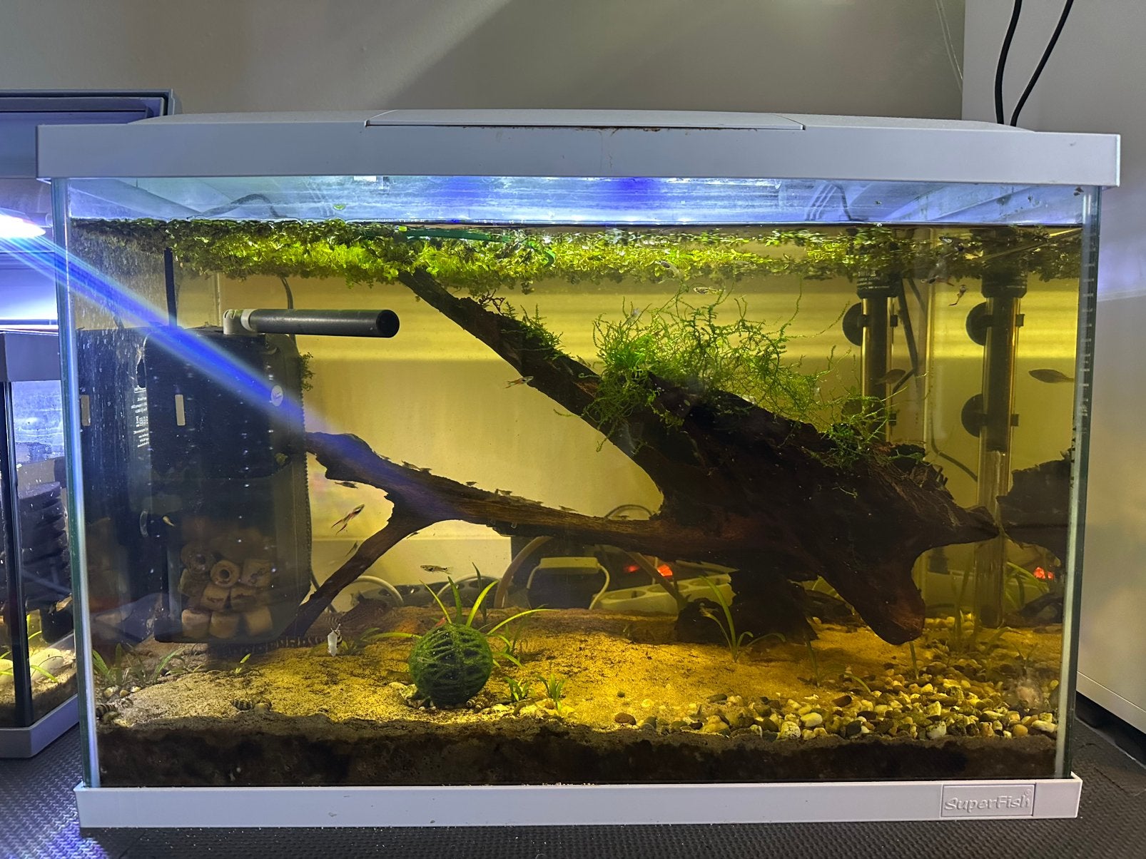 Compleet SuperFish gezelschapsaquarium - 60CM wit, Ophalen, Gebruikt, Inclusief vissen, Gevuld zoetwateraquarium
