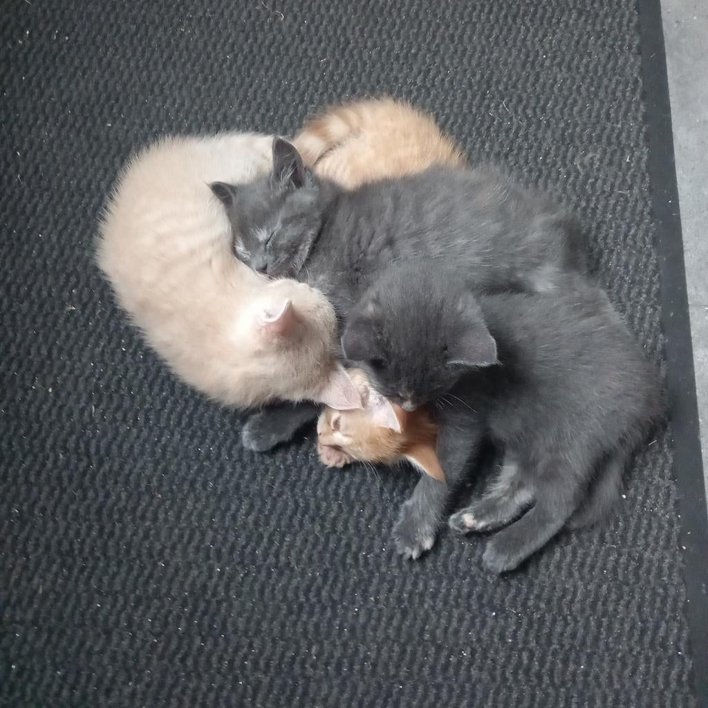 Kittens, Dieren en Toebehoren, Katten en Kittens | Dekkaters