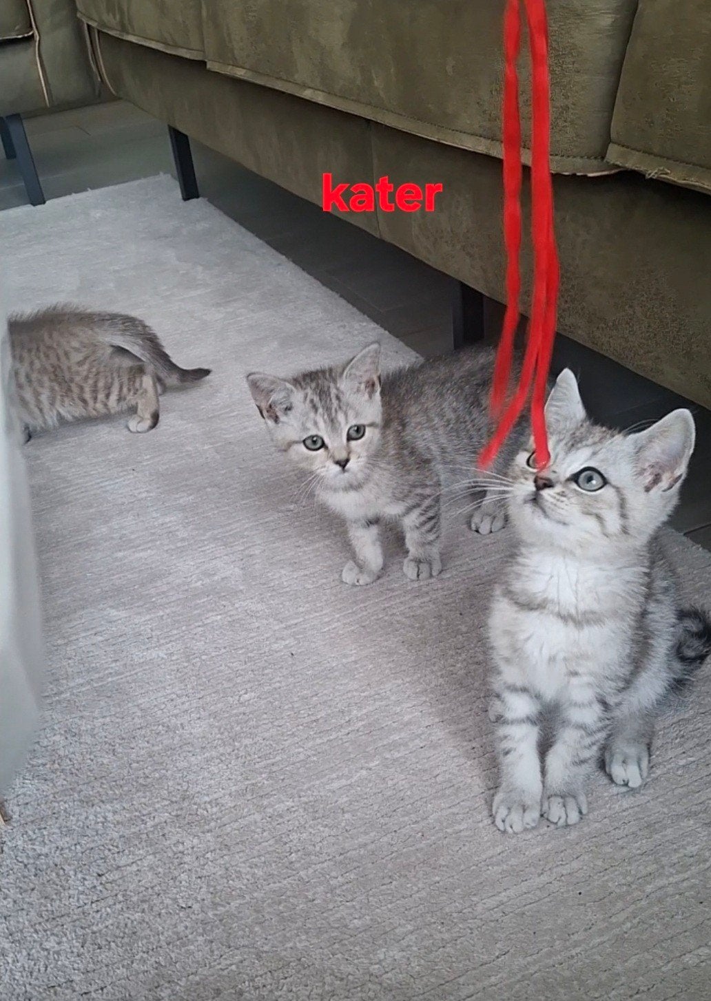 britse korhaar kittens   tabby en bluepoint kittens, Meerdere dieren, Ontwormd, 0 tot 2 jaar