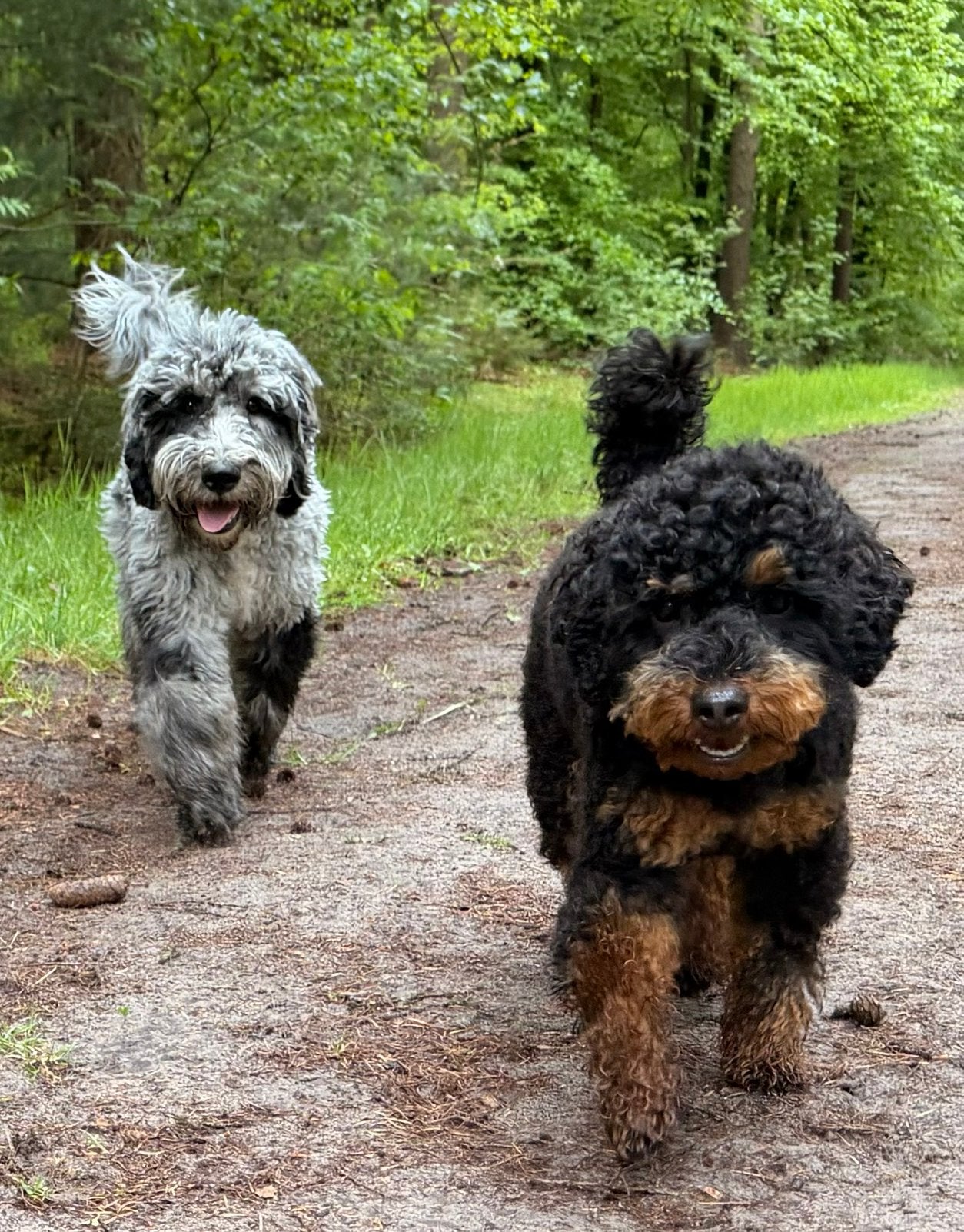 Sproodle F1bb multigen doodle, poedel, merle, medium, Poedel, CDV (hondenziekte), 8 tot 15 weken, Meerdere