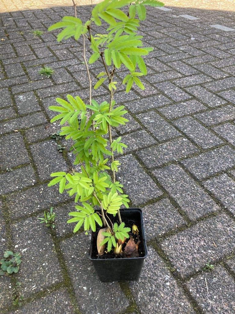 kuipplanten, Ophalen, Overige soorten, Volle zon