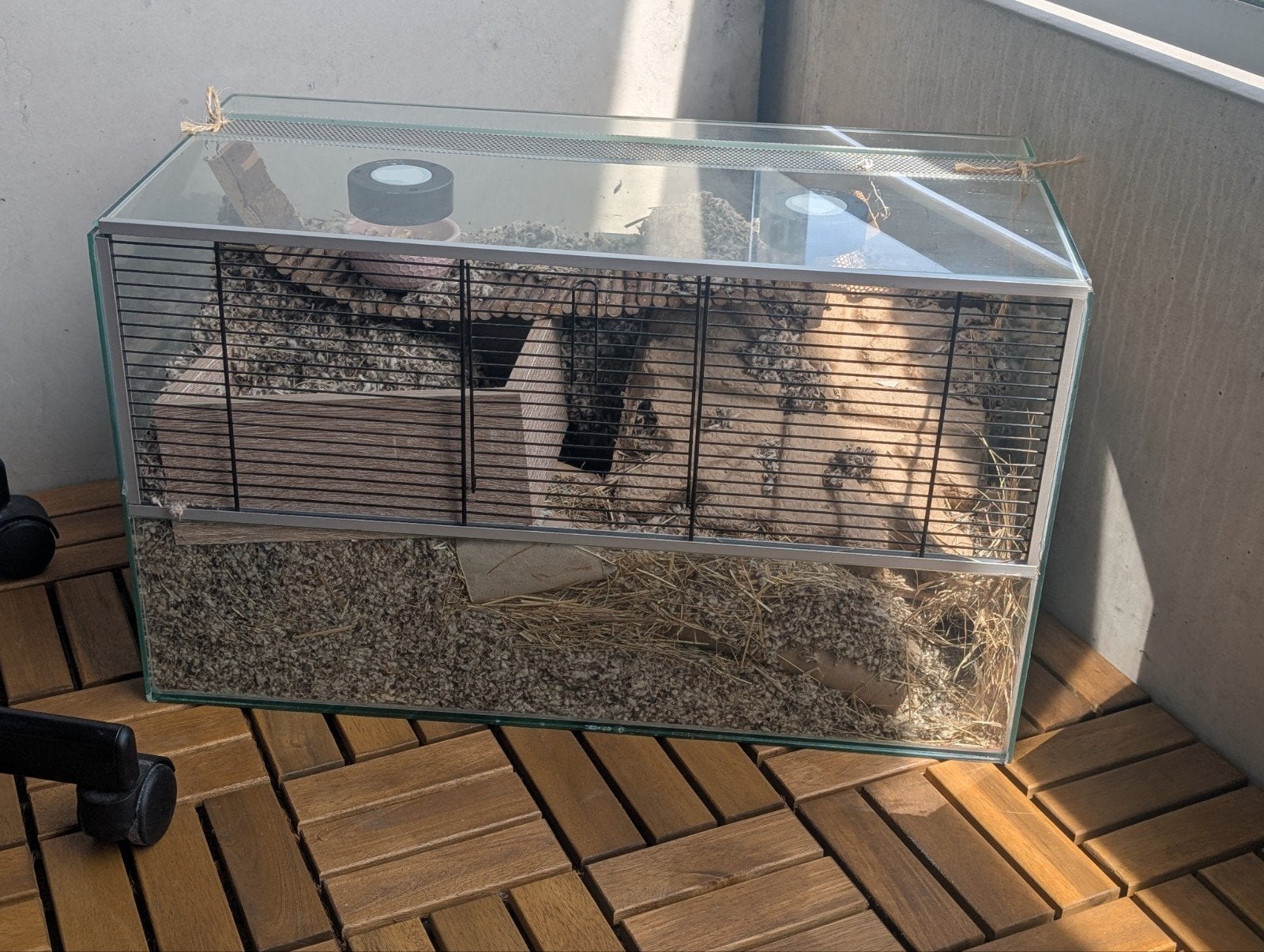 Glazen knaagdierenverblijf (Gerbilarium Terrarium Glass Cage, Dieren en Toebehoren, Knaagdieren en Konijnen | Hokken en Kooien