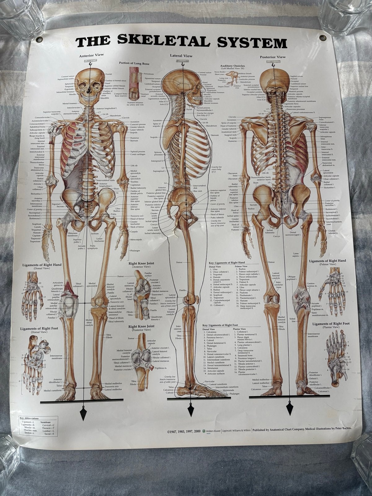 Gelamineerde anatomische poster Wolters Kluwer 51x66 cm, Ophalen of Verzenden, A1 t/m A3, Overige onderwerpen, Rechthoekig Staand