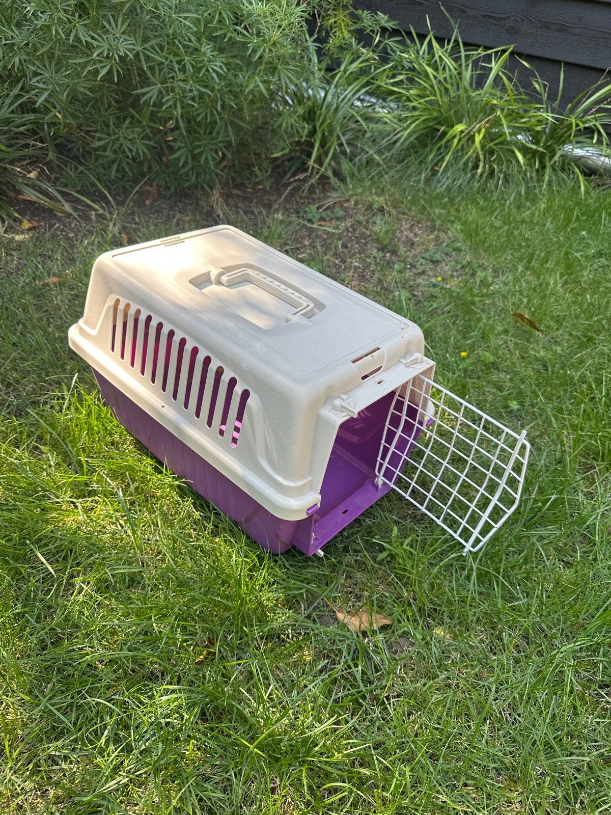 Reismand konijn, cavia, kat, hamster, fred, hond, Ophalen of Verzenden