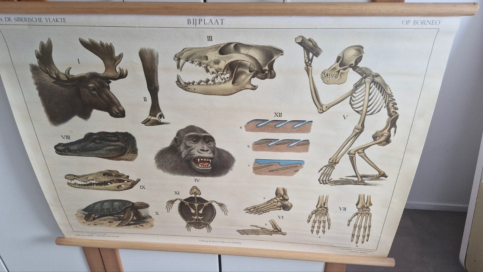 schoolplaat bij plaat de siberische vlakte op borneo, Antiek en Kunst, Antiek | Schoolplaten, Ophalen of Verzenden, Natuur en Biologie