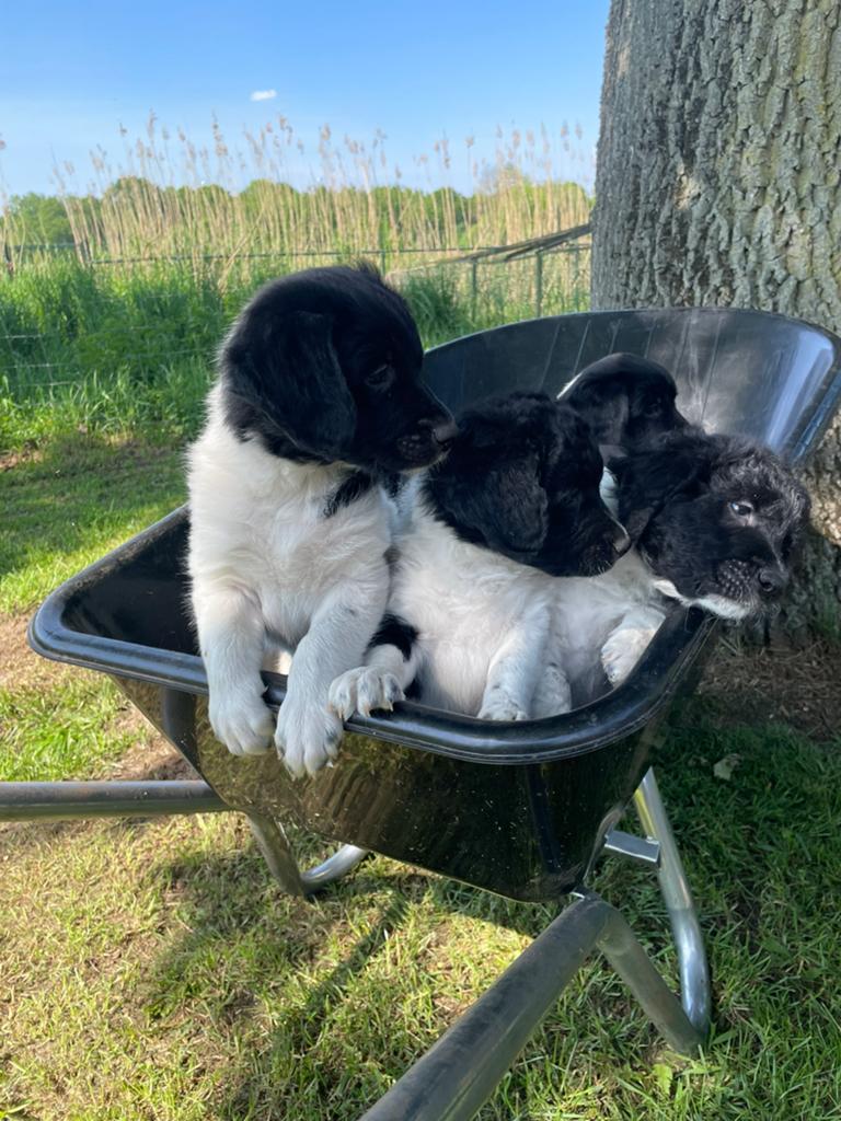 Hele vrolijke Friese Stabij X Border Collie pups, Dieren en Toebehoren, Parvo, 8 tot 15 weken, Meerdere, Meerdere dieren