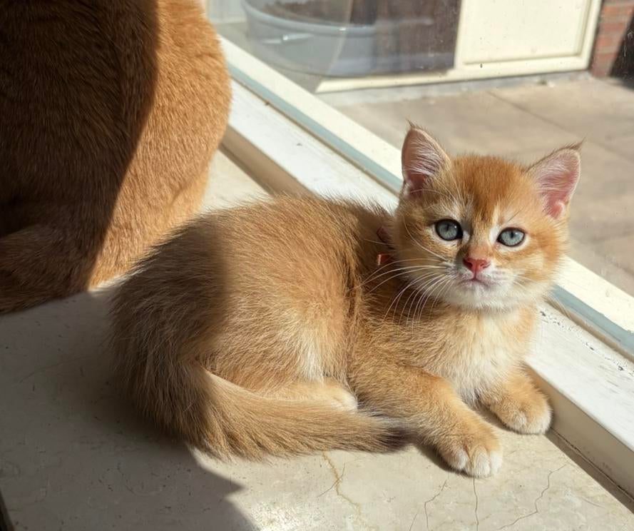 Prachtige brits(e)korthaar kittens met stamboom, Meerdere dieren, Met stamboom, 0 tot 2 jaar