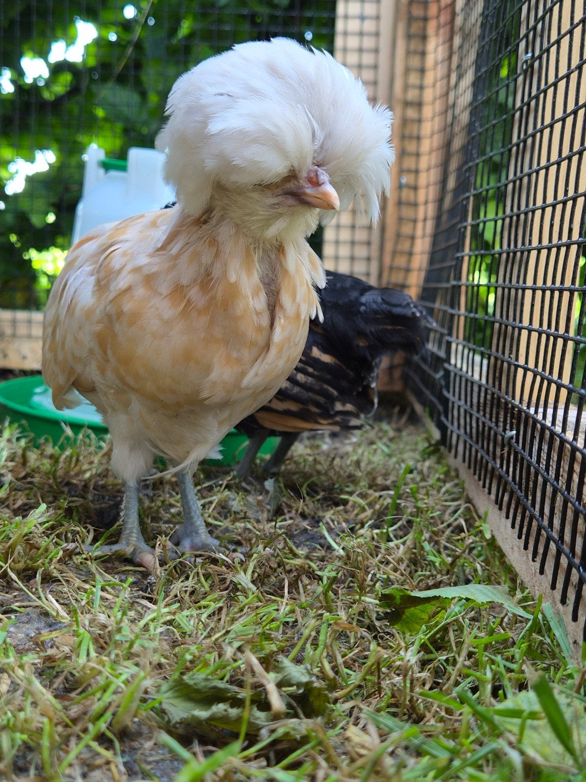 Vier Padua kuikens te koop - 5 week oud, Meerdere dieren, Kip