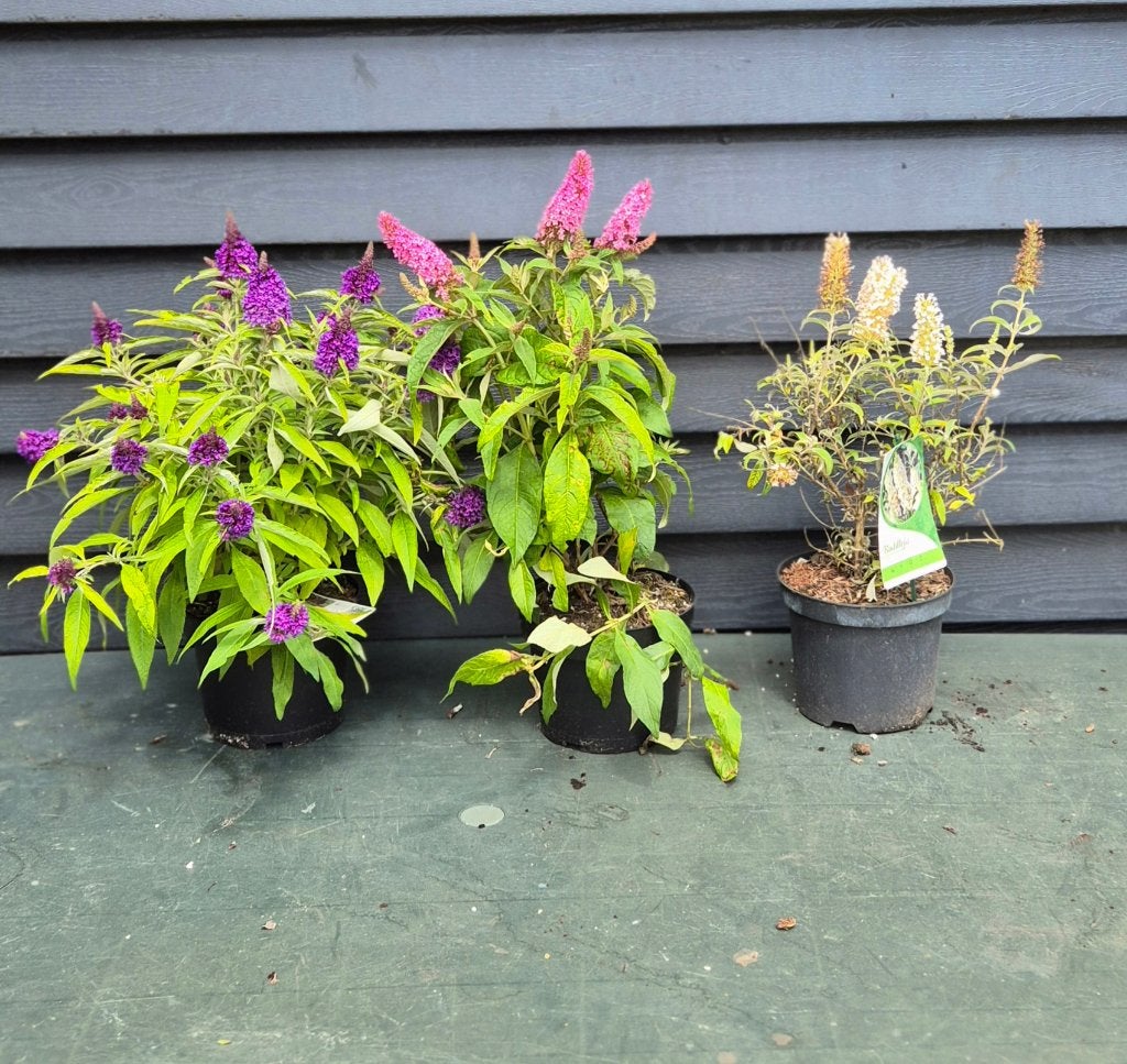 Mini Vlinderstruik in soorten, Tuin en Terras, Planten | Struiken en Hagen, Ophalen, Vlinderstruik, Struik, Minder dan 100 cm