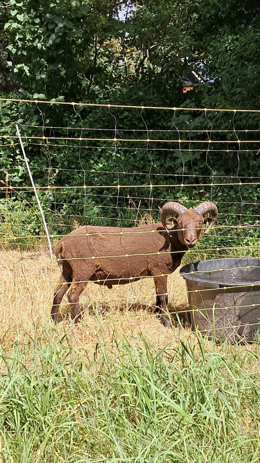Tekoop, Jaarling shetlandram., Mannelijk, Schaap
