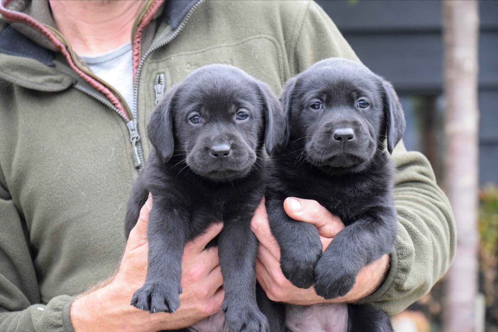 Prachtige Labrador retriever pups met stamboom, 8 tot 15 weken, Labrador retriever, Meerdere, Meerdere dieren