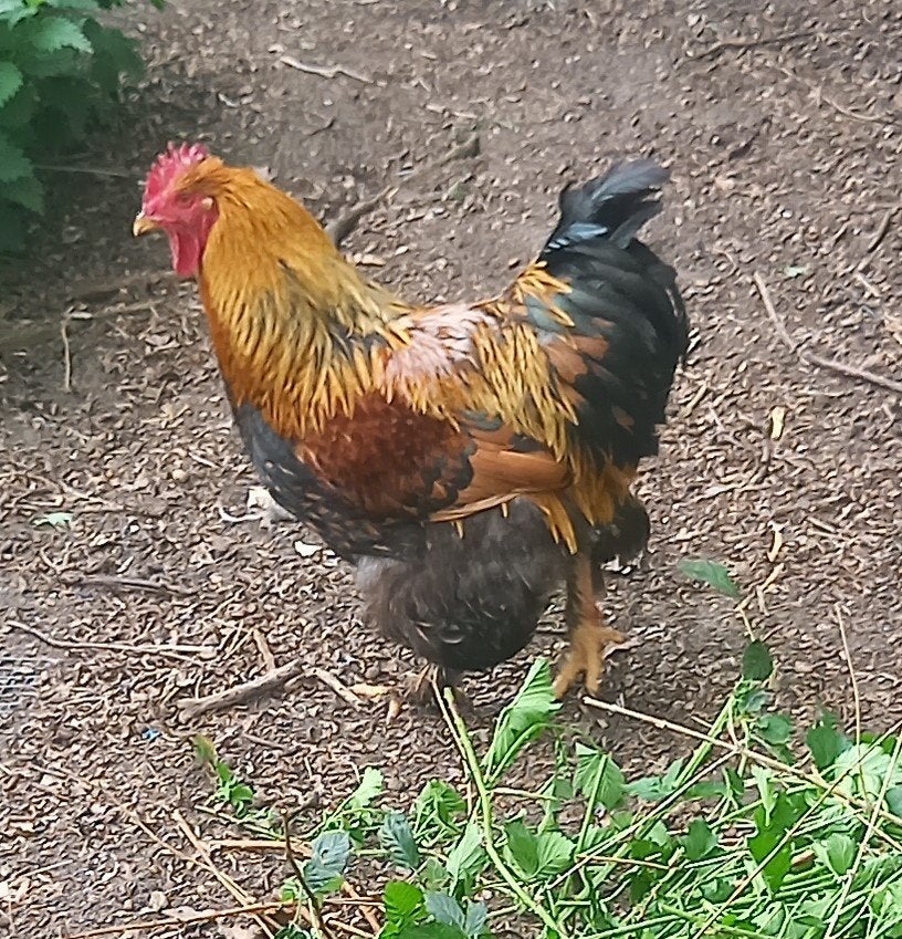 cochin grotthoen haan, goudpatrijs, Dieren en Toebehoren, Pluimvee, Mannelijk, Kip