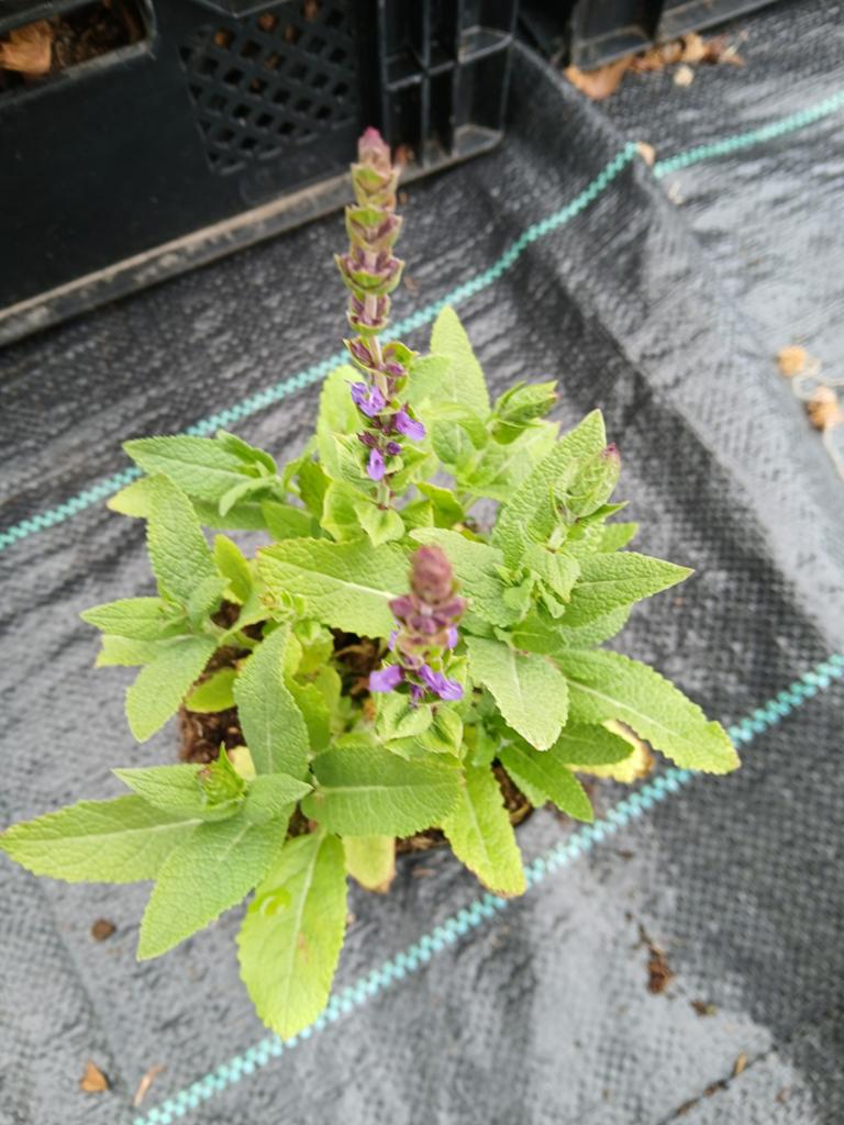 Salvia ost friesland, Volle zon, Vaste plant, Zomer, Ophalen